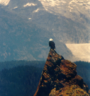 Eagle by Paul